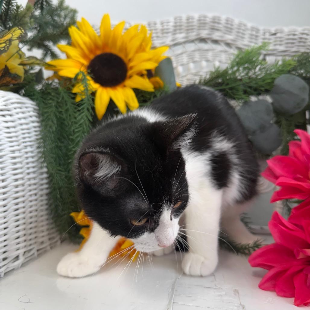 Enlarge Vesper Harbor 56360, a Adoptable Domestic Short Hair in Lansing, MI image 5/6