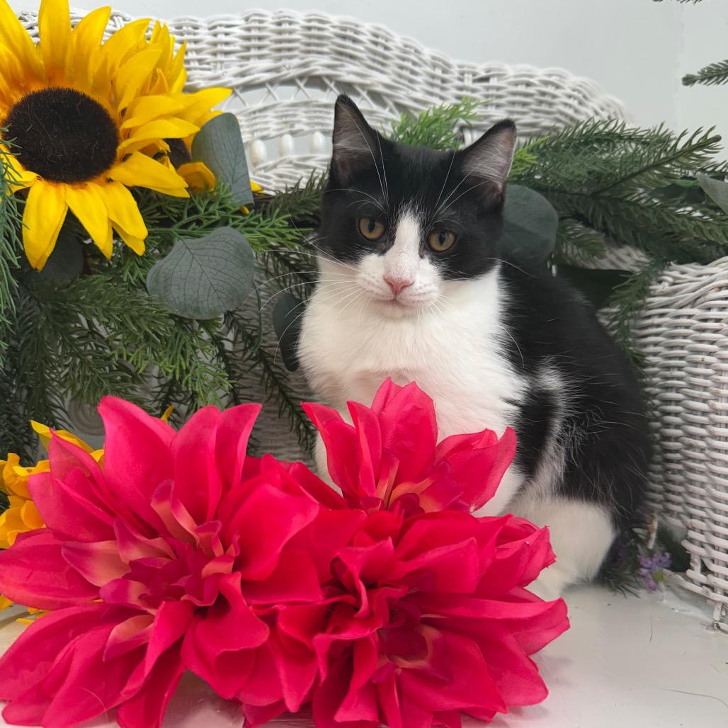 Enlarge Vesper Harbor 56360, a Adoptable Domestic Short Hair in Lansing, MI image 6/6