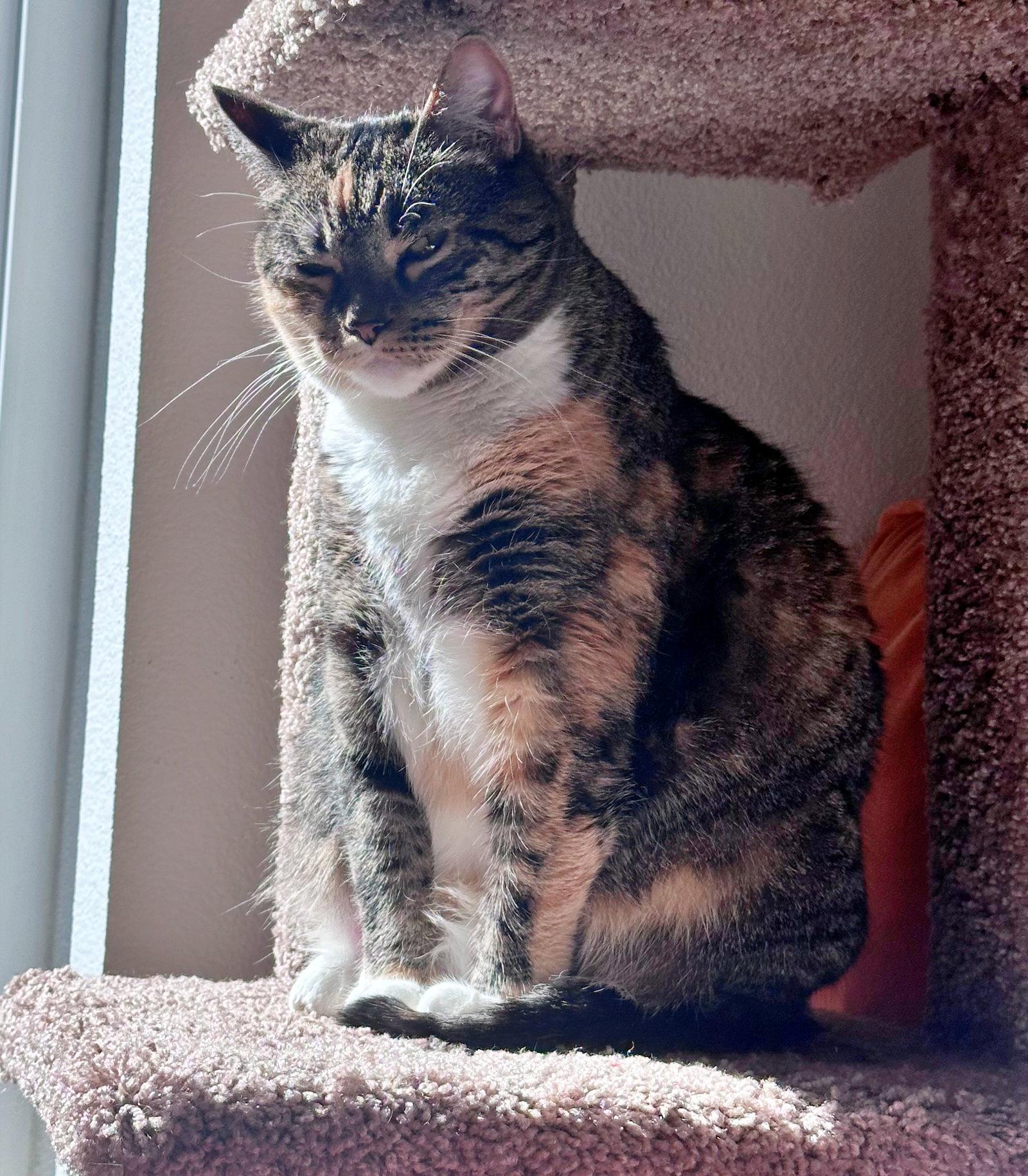 Enlarge ASTRID #1870 - Offered by Owner - Quiet Calico, a Adoptable mixed breed in Hillsboro, OR image 2/3