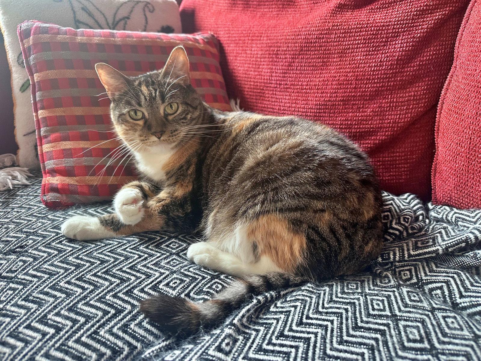 Enlarge ASTRID #1870 - Offered by Owner - Quiet Calico, a Adoptable mixed breed in Hillsboro, OR image 3/3