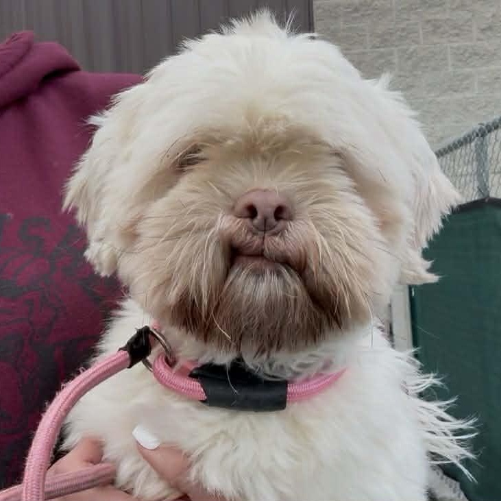 Charlie , an adopted mixed breed in Plainfield, IL image 1/5