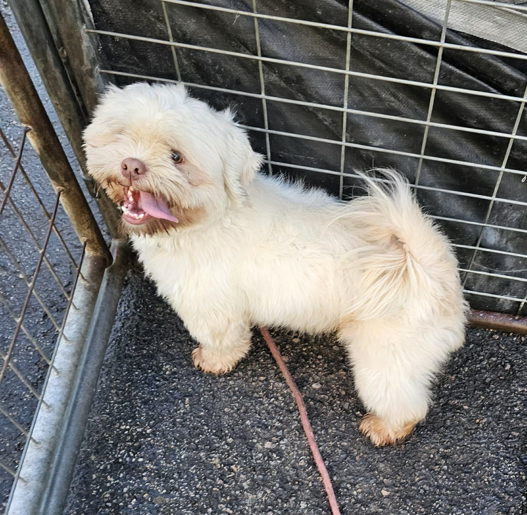 Charlie , an adopted mixed breed in Plainfield, IL image 2/5
