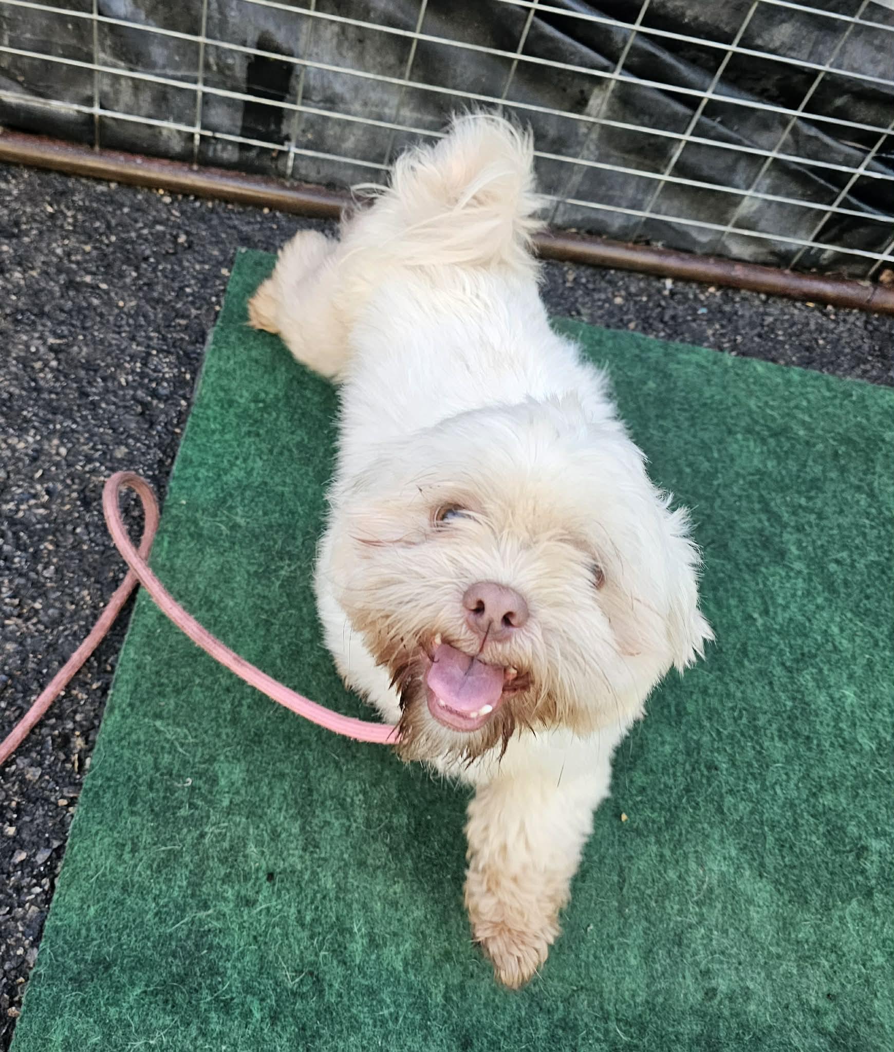 Charlie , an adopted mixed breed in Plainfield, IL image 5/5