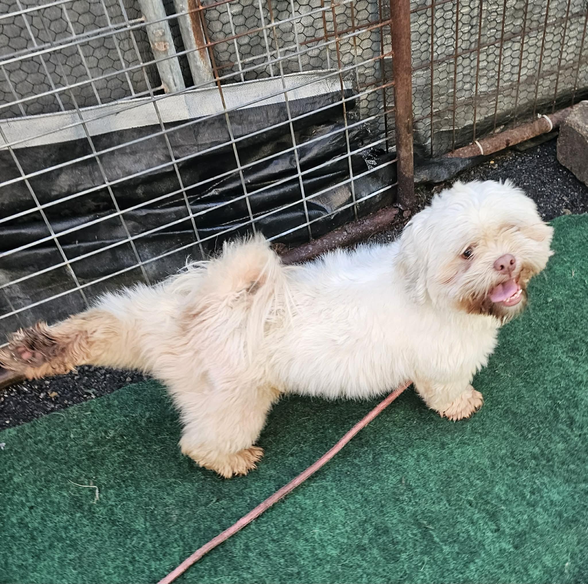 Charlie , an adopted mixed breed in Plainfield, IL image 3/5
