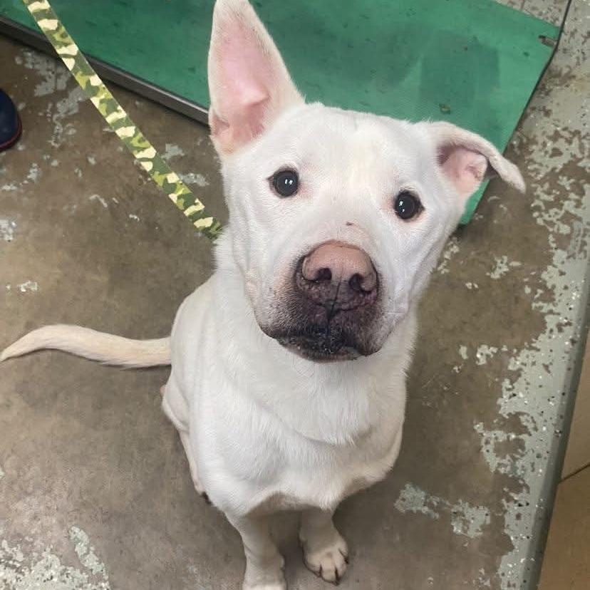 Bolt 184, Adoptable, Adult Male Yellow Labrador Retriever & Mixed Breed.