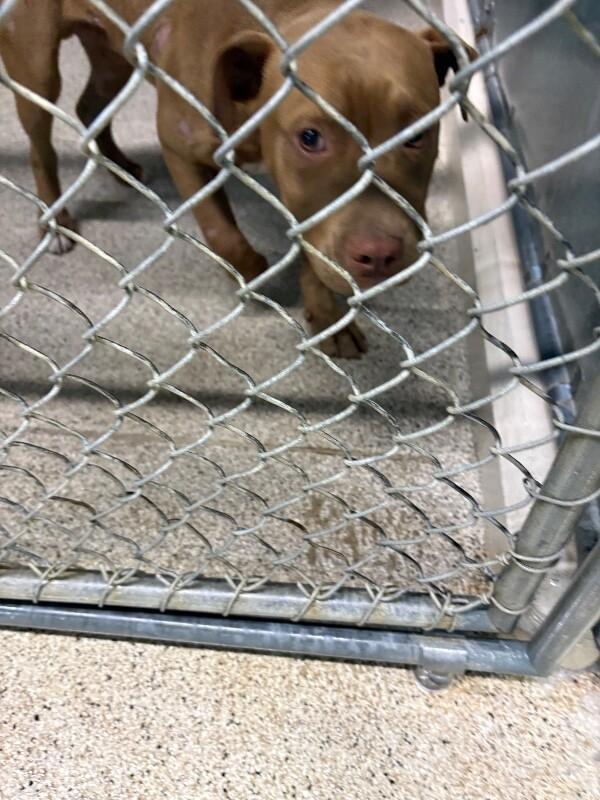 Enlarge Noodle, a Adoptable Pit Bull Terrier in Supply, NC image 1/2