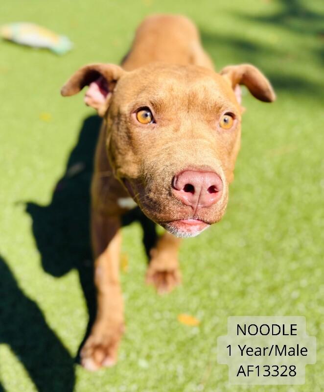 Enlarge Noodle, a Adoptable Pit Bull Terrier in Supply, NC image 2/2