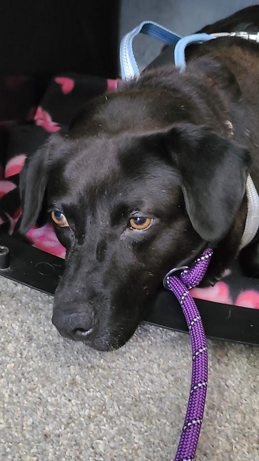 Rosemary, Adoptable, Senior Female Labrador Retriever.