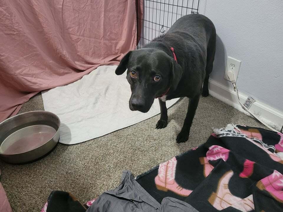 Enlarge Rosemary, a Adoptable mixed breed in Corsicana, TX image 2/5