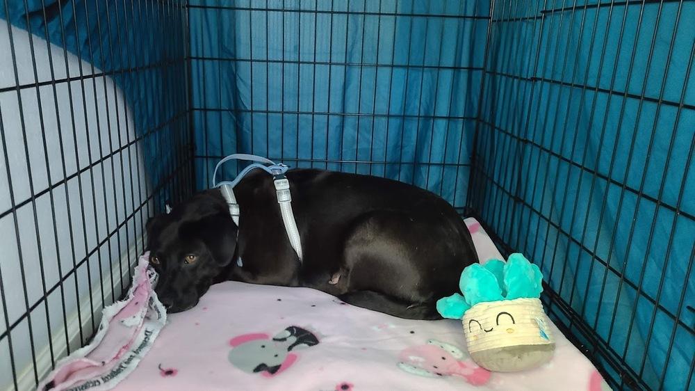 Enlarge Rosemary, a Adoptable mixed breed in Corsicana, TX image 3/5