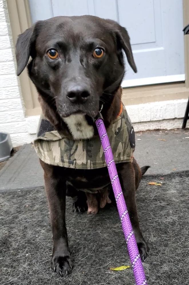 Enlarge Rosemary, a Adoptable mixed breed in Corsicana, TX image 4/5