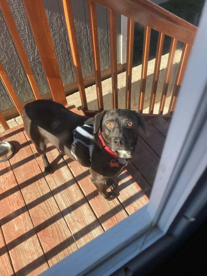 Enlarge Rosemary, a Adoptable mixed breed in Corsicana, TX image 5/5