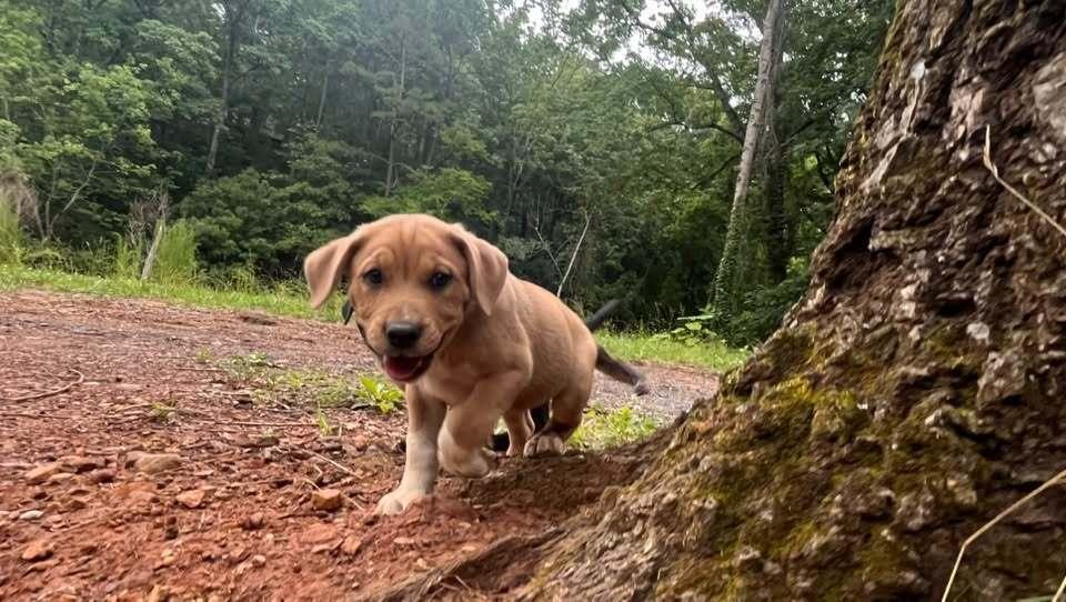 Francine, Adoptable, Puppy Female Mixed Breed.
