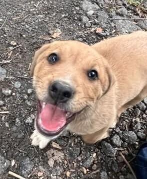 Enlarge Francine, a Adoptable mixed breed in Acworth, GA image 2/2
