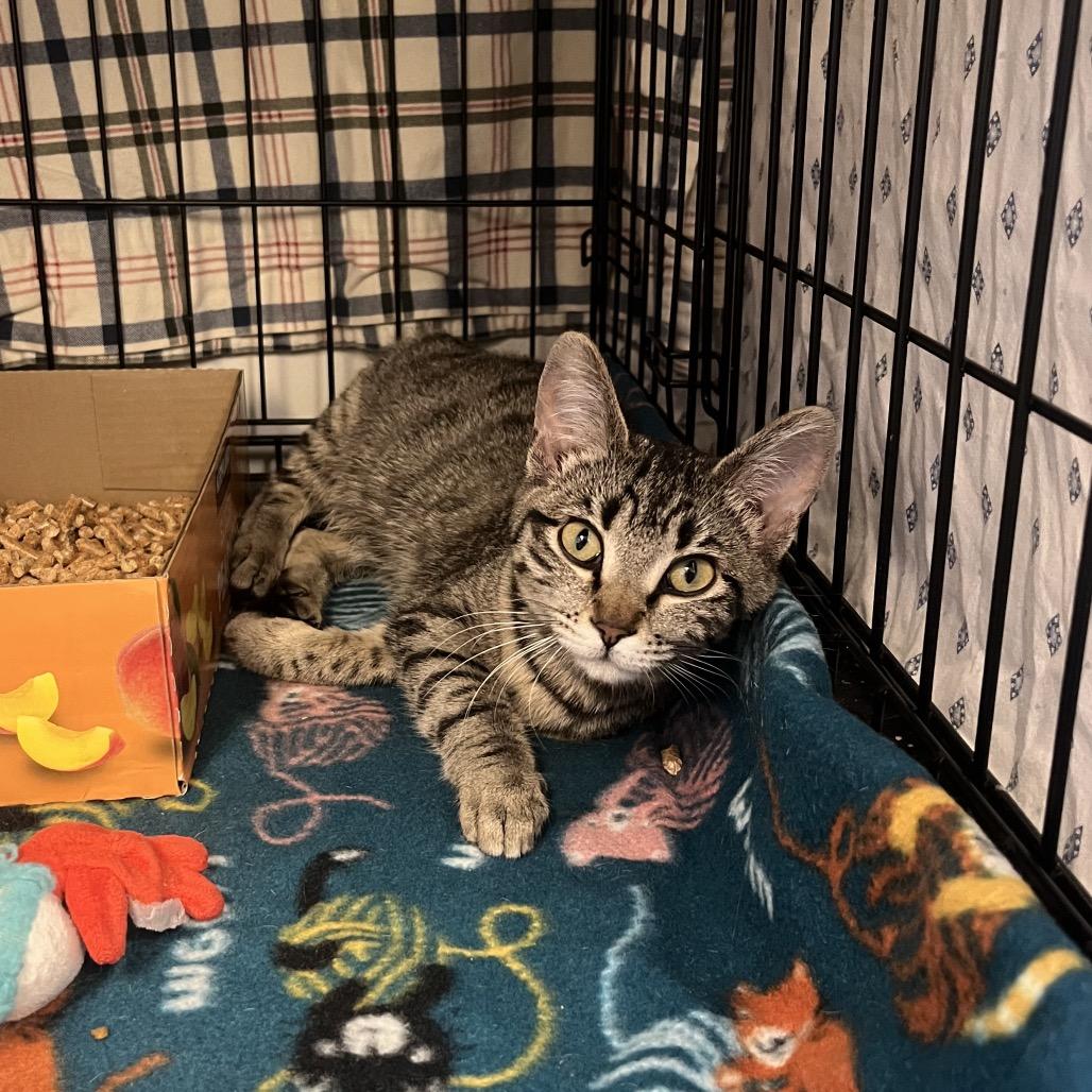 Mama Maggie, Adoptable, Young Female Domestic Short Hair.