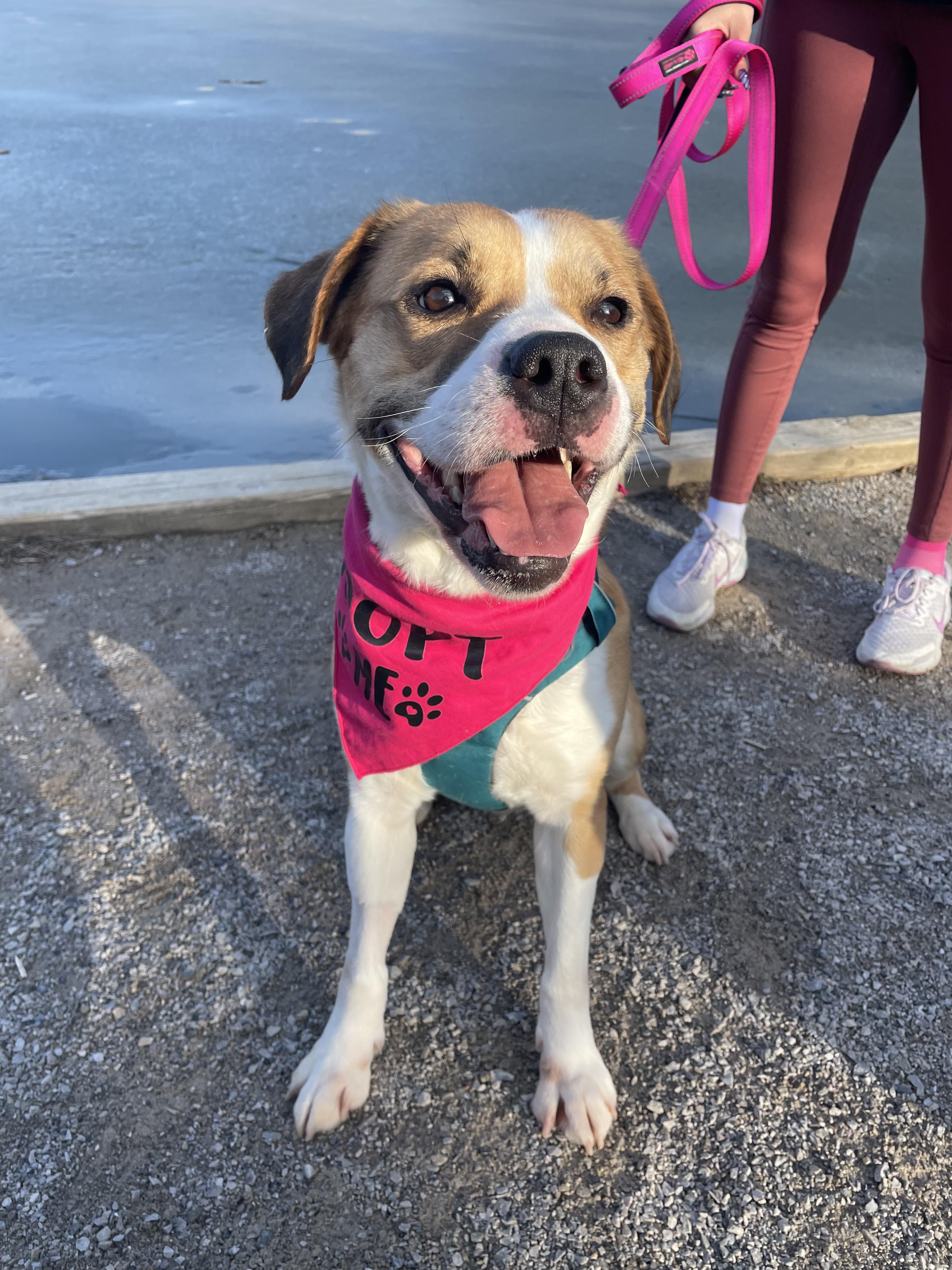 Enlarge Honey, a ADOPTABLE mixed breed in Blacksburg, VA image 1/4