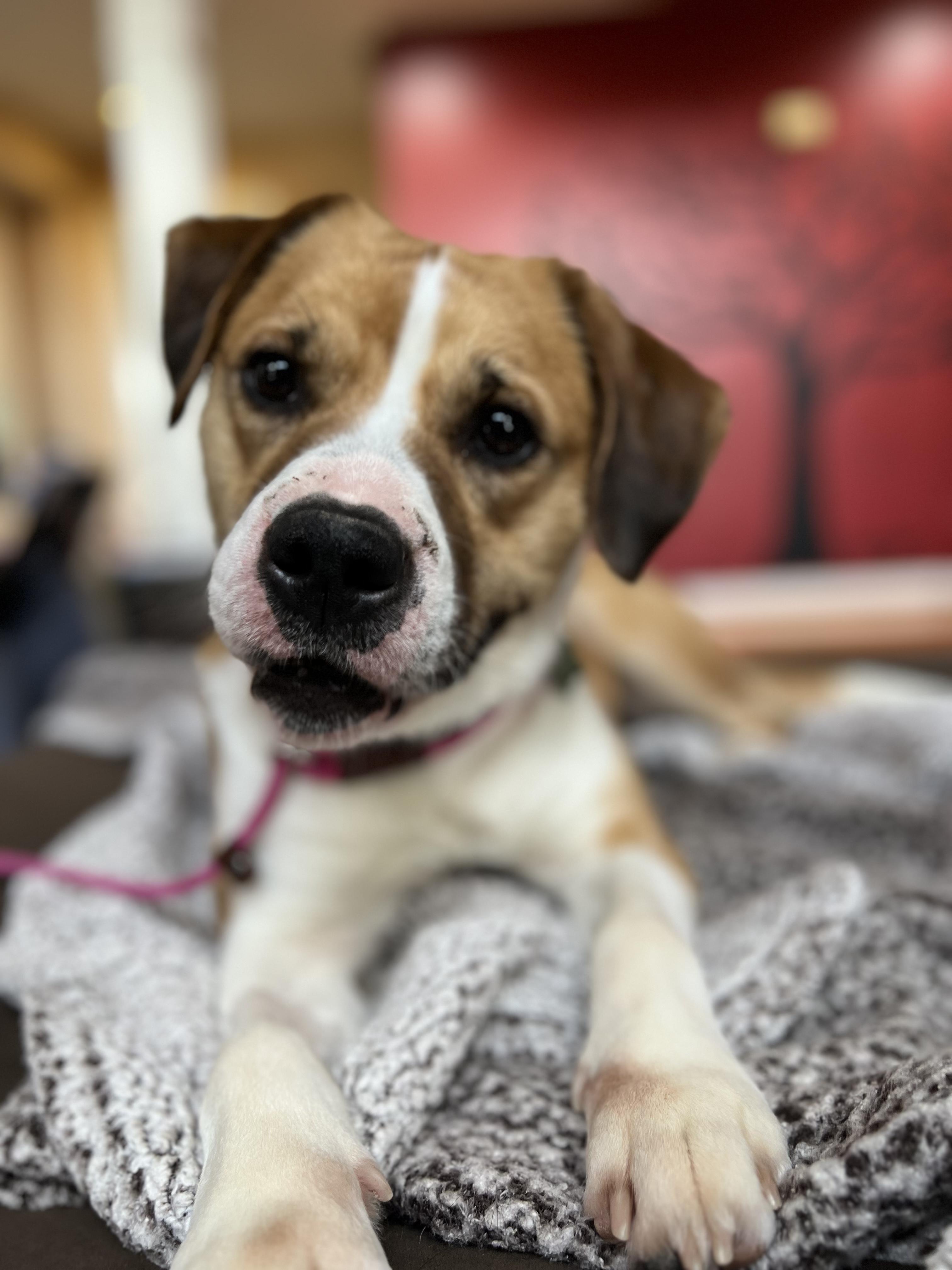 Enlarge Honey, a ADOPTABLE mixed breed in Blacksburg, VA image 2/4