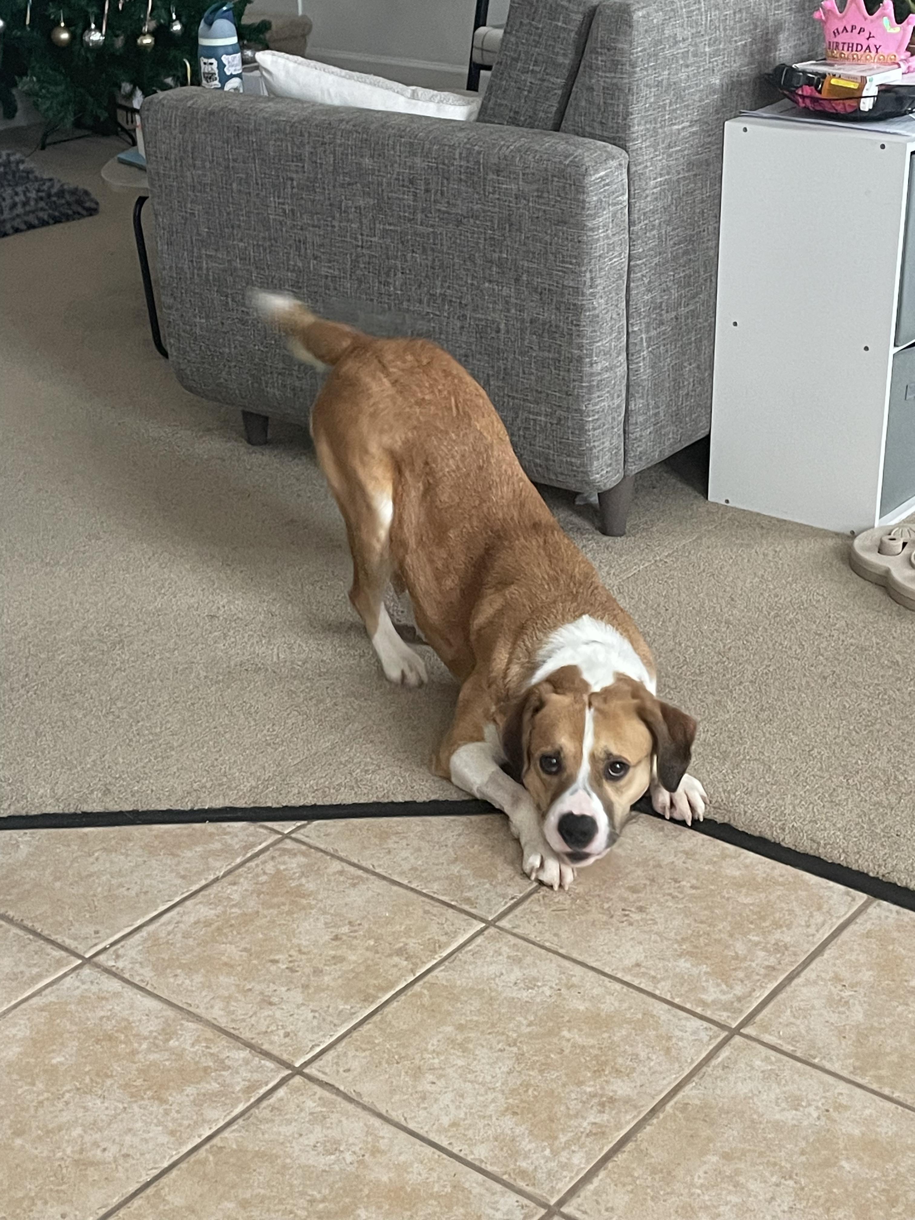 Enlarge Honey, a ADOPTABLE mixed breed in Blacksburg, VA image 3/4