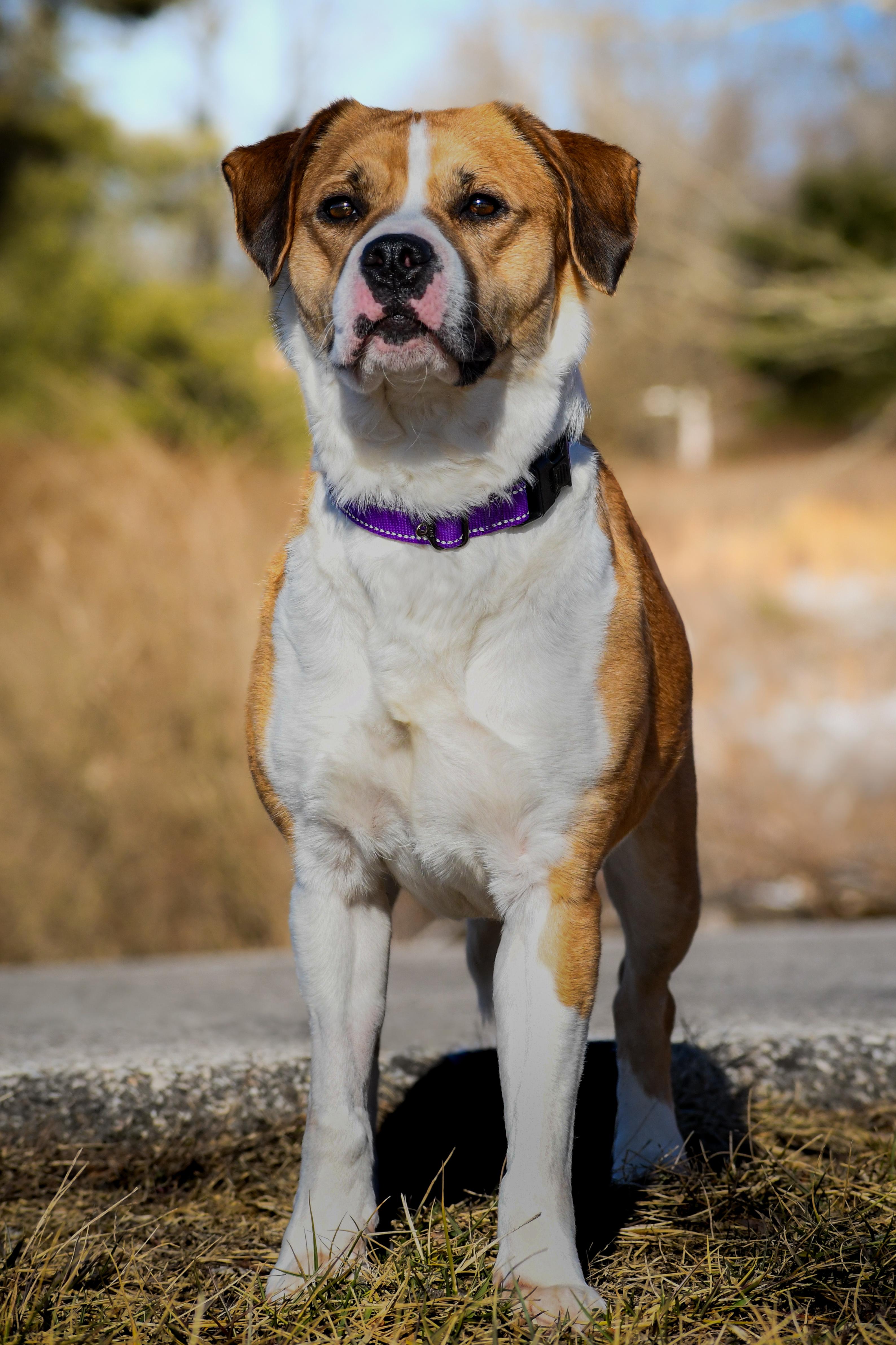 Enlarge Honey, a ADOPTABLE mixed breed in Blacksburg, VA image 4/4