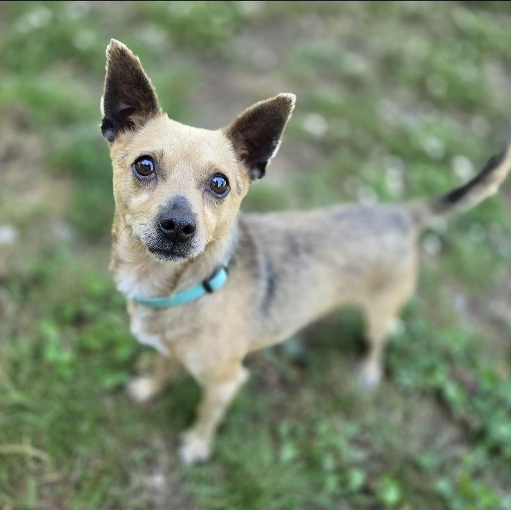 Enlarge Ricky, a Adopted mixed breed in Buckley, WA image 6/6