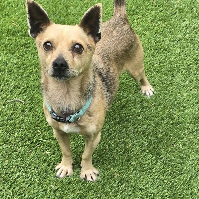 Enlarge Ricky, a Adopted mixed breed in Buckley, WA image 5/6