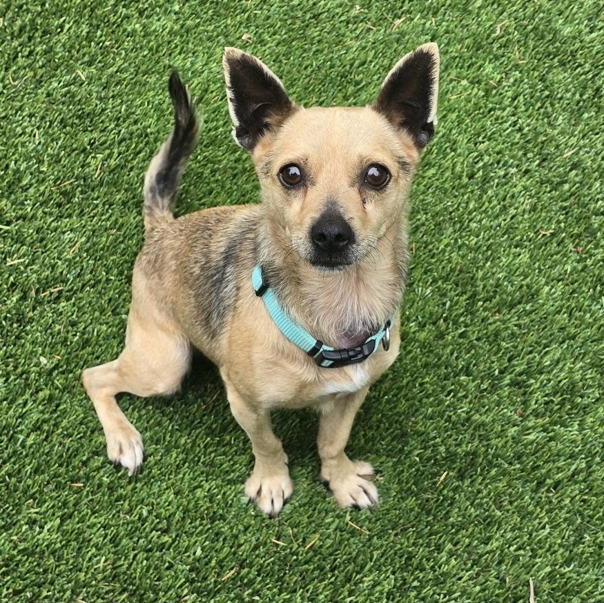 Ricky, Adopted, Adult Male Chihuahua.