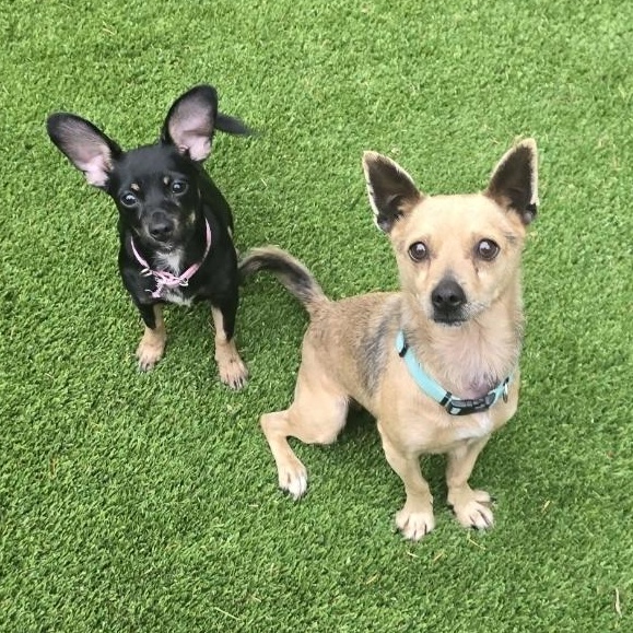 Enlarge Ricky, a Adopted mixed breed in Buckley, WA image 4/6