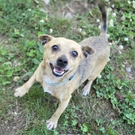 Enlarge Ricky, a Adopted mixed breed in Buckley, WA image 2/6