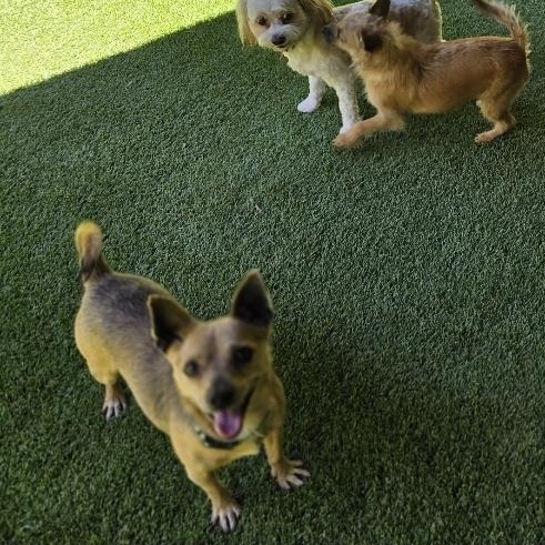 Enlarge Ricky, a Adopted mixed breed in Buckley, WA image 3/6