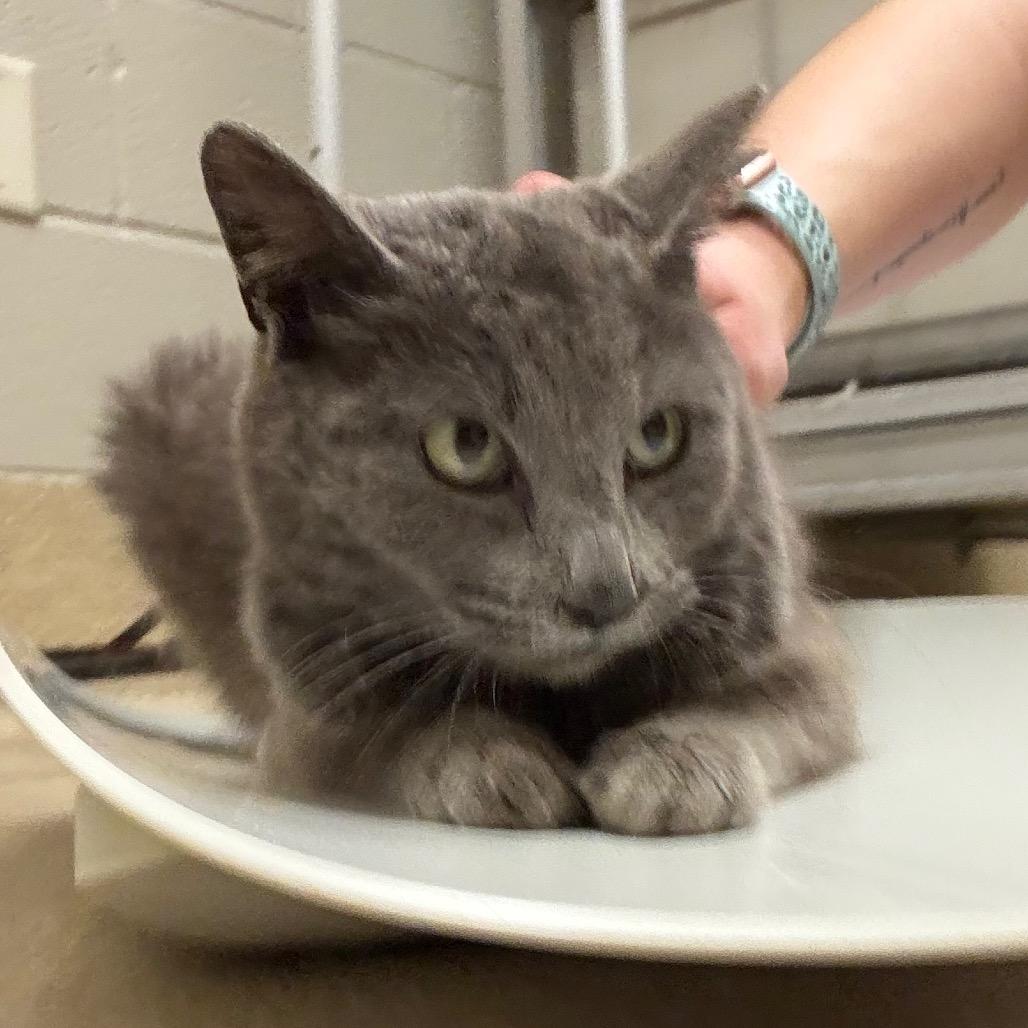 Enlarge Carolyn, a Adoptable Domestic Short Hair in Bristol, IN image 1/3