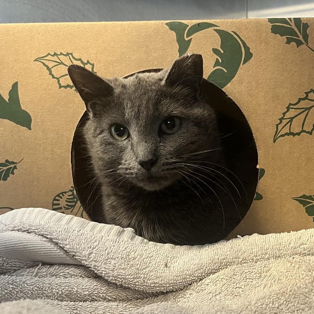 Carolyn, Adoptable, Adult Female Domestic Short Hair.