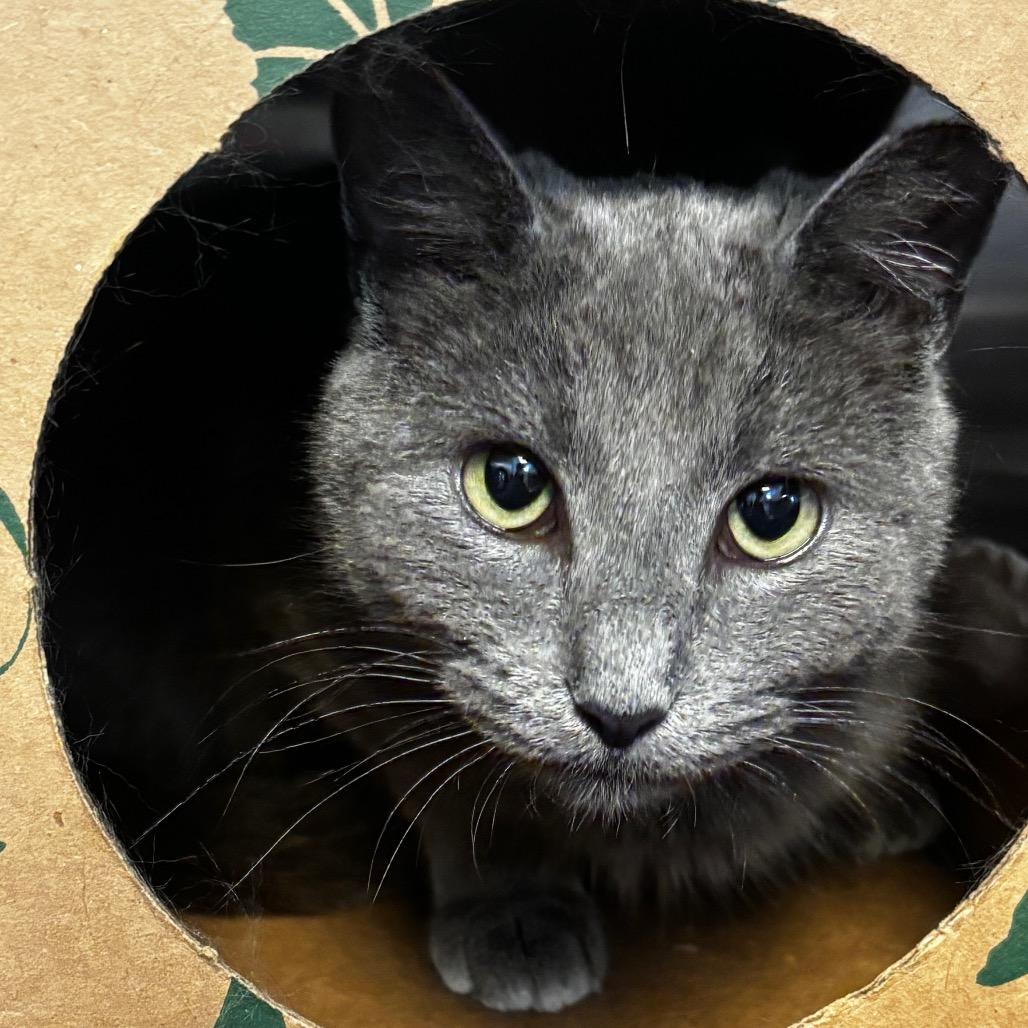 Enlarge Carolyn, a Adoptable Domestic Short Hair in Bristol, IN image 2/6