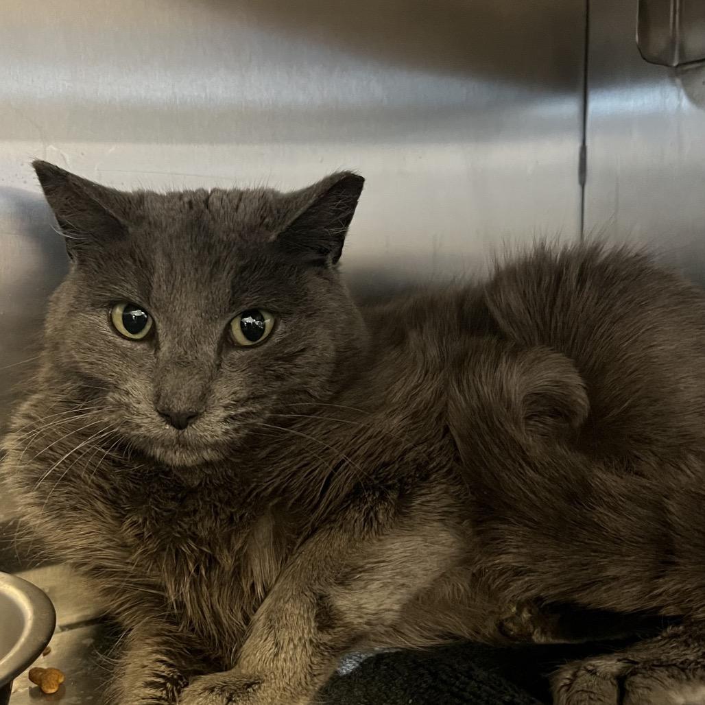 Enlarge Carolyn, a Adoptable Domestic Short Hair in Bristol, IN image 3/3