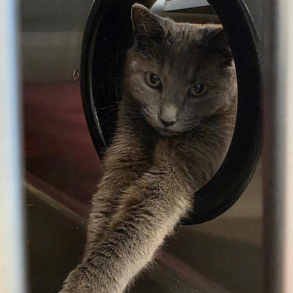 Enlarge Carolyn, a Adoptable Domestic Short Hair in Bristol, IN image 3/6