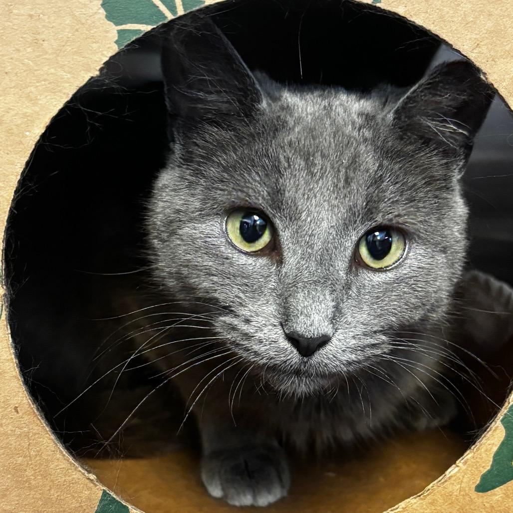 Enlarge Carolyn, a Adoptable Domestic Short Hair in Bristol, IN image 4/6