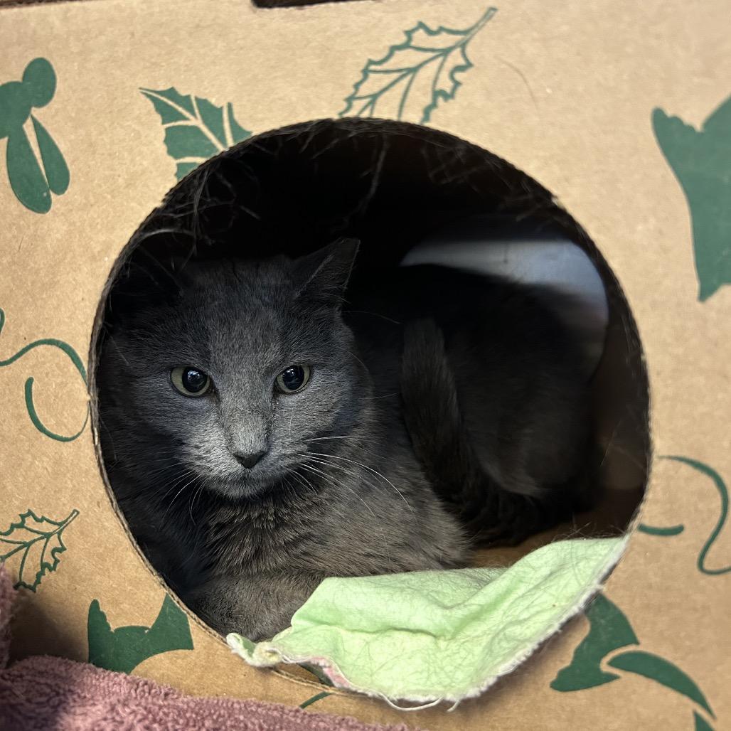 Enlarge Carolyn, a Adoptable Domestic Short Hair in Bristol, IN image 5/6