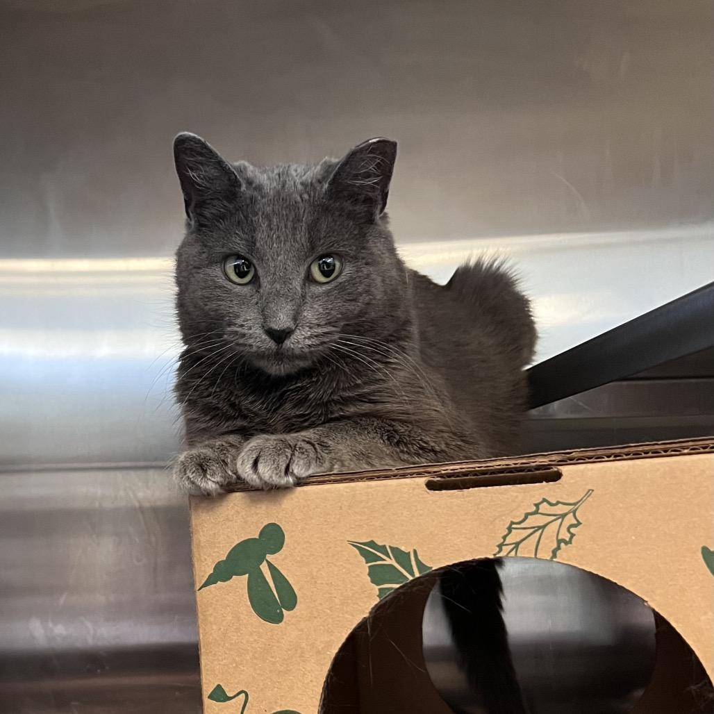 Enlarge Carolyn, a Adoptable Domestic Short Hair in Bristol, IN image 6/6