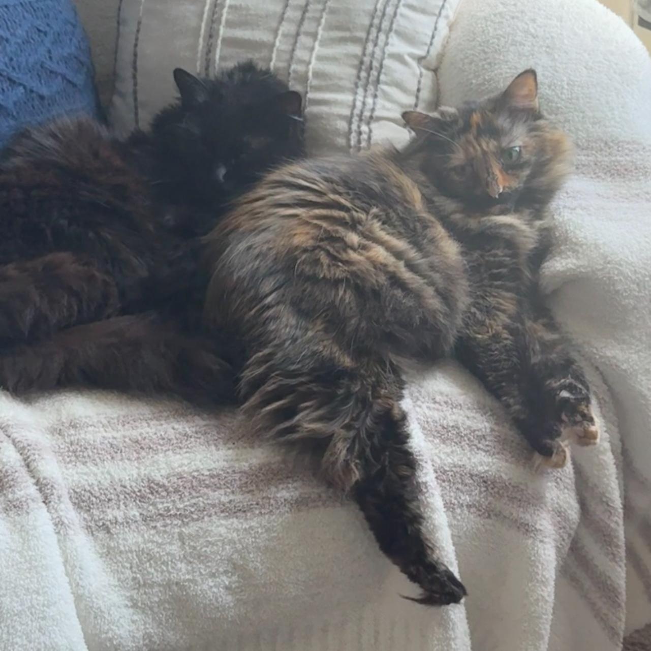 Stella, a Adoptable Domestic Medium Hair in Conway, SC image 3/3