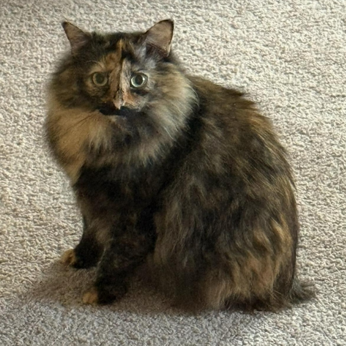 Stella, Adoptable, Adult Female Domestic Medium Hair.