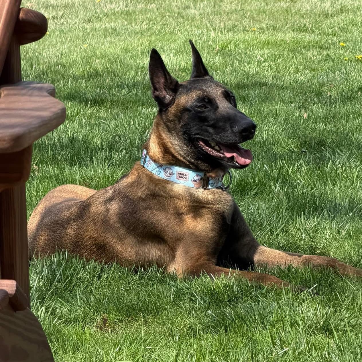 Enlarge Ares, a ADOPTABLE Belgian Shepherd / Malinois in Grafton, OH image 4/5
