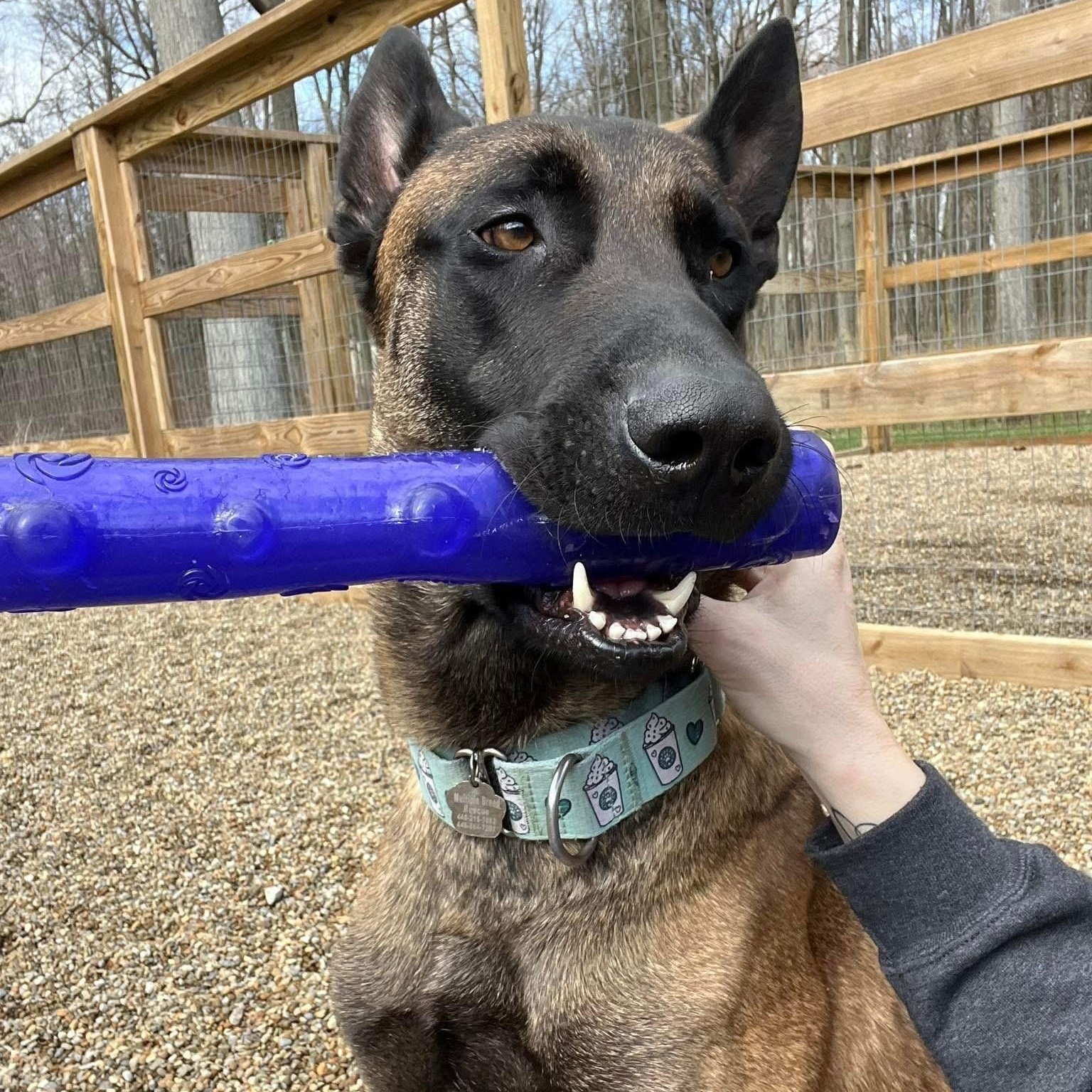 Enlarge Ares, a ADOPTABLE Belgian Shepherd / Malinois in Grafton, OH image 3/5