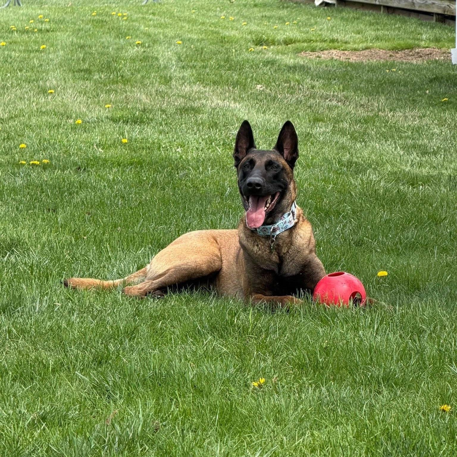 Enlarge Ares, a ADOPTABLE Belgian Shepherd / Malinois in Grafton, OH image 5/5
