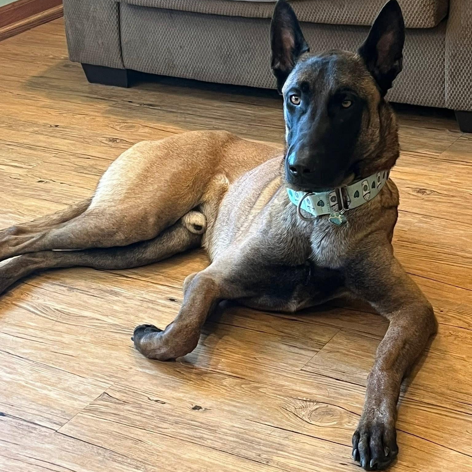 Enlarge Ares, a ADOPTABLE Belgian Shepherd / Malinois in Grafton, OH image 2/5