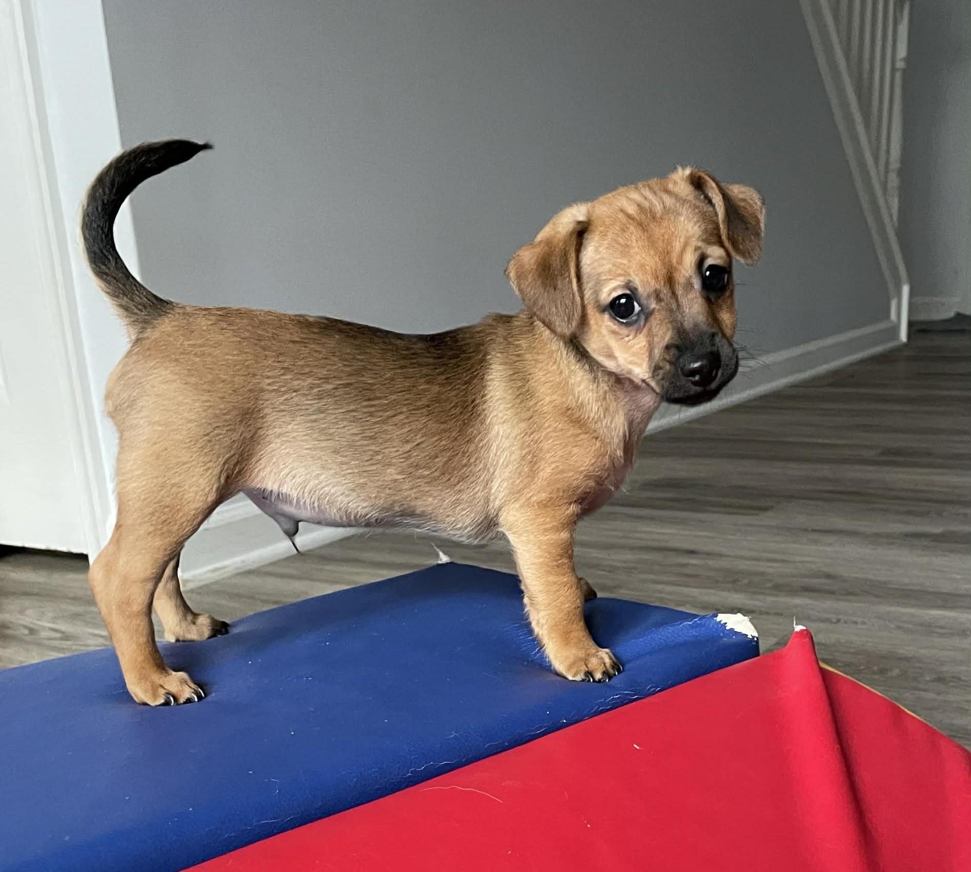 Reef (watch my video), ADOPTABLE, Puppy Male Chihuahua & Mixed Breed.