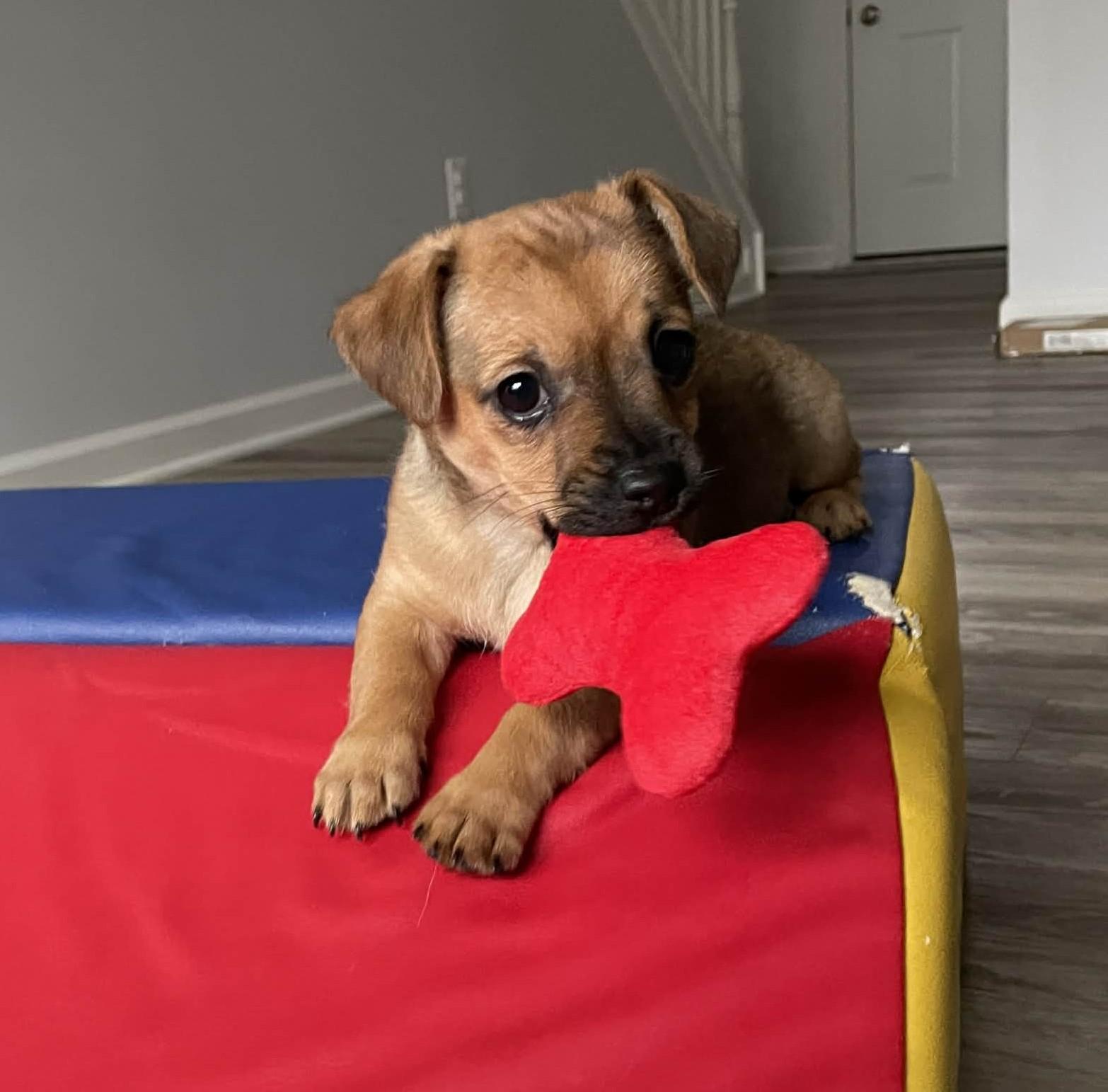 Reef (watch my video), a ADOPTABLE mixed breed in Ellicott City, MD image 2/5