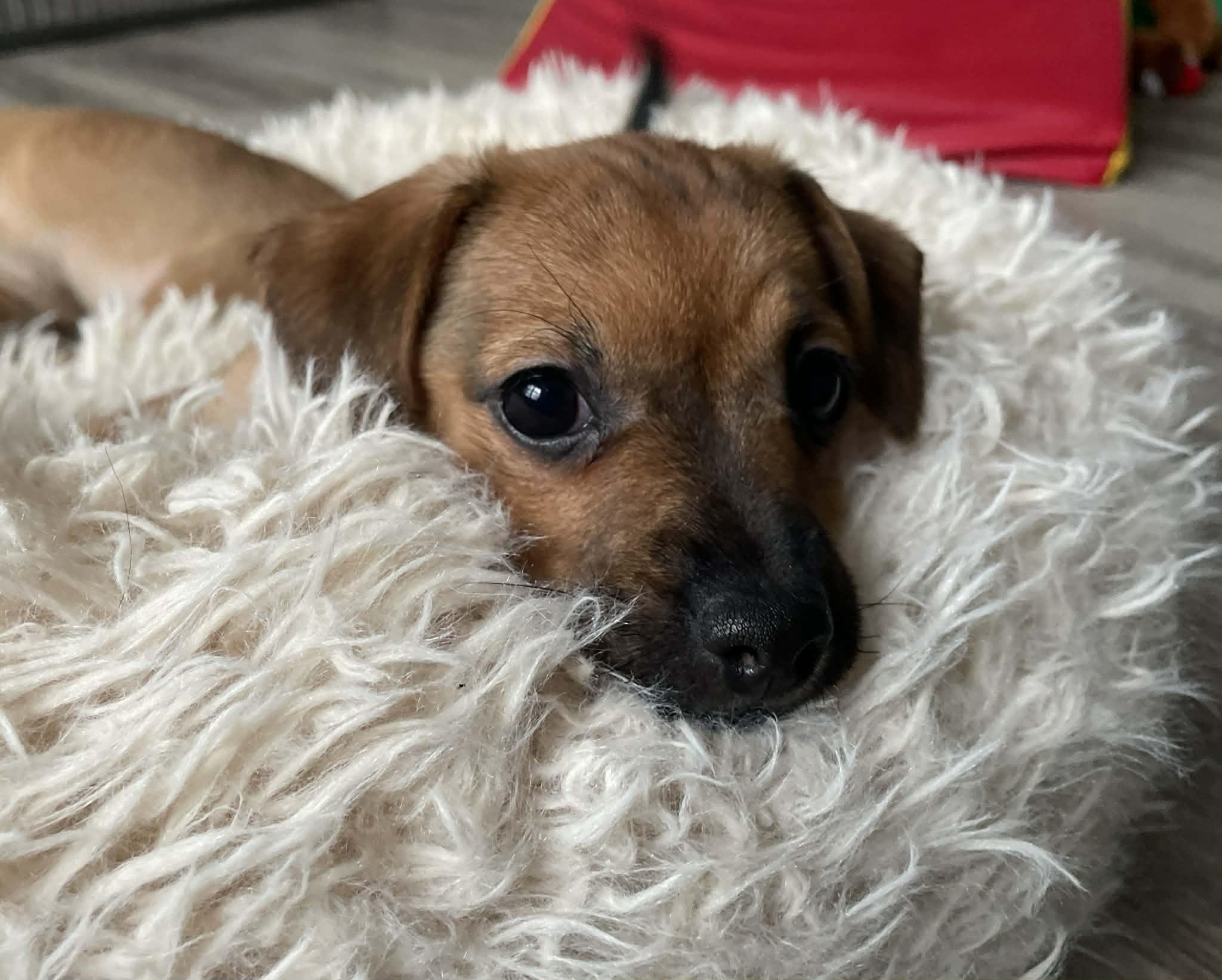 Reef (watch my video), a ADOPTABLE mixed breed in Ellicott City, MD image 3/5