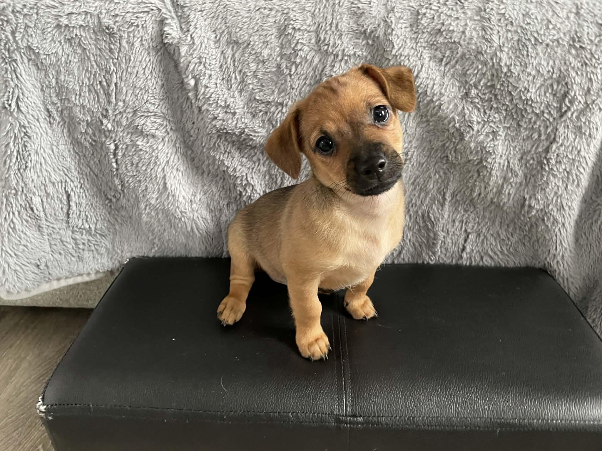 Reef (watch my video), a ADOPTABLE mixed breed in Ellicott City, MD image 4/5