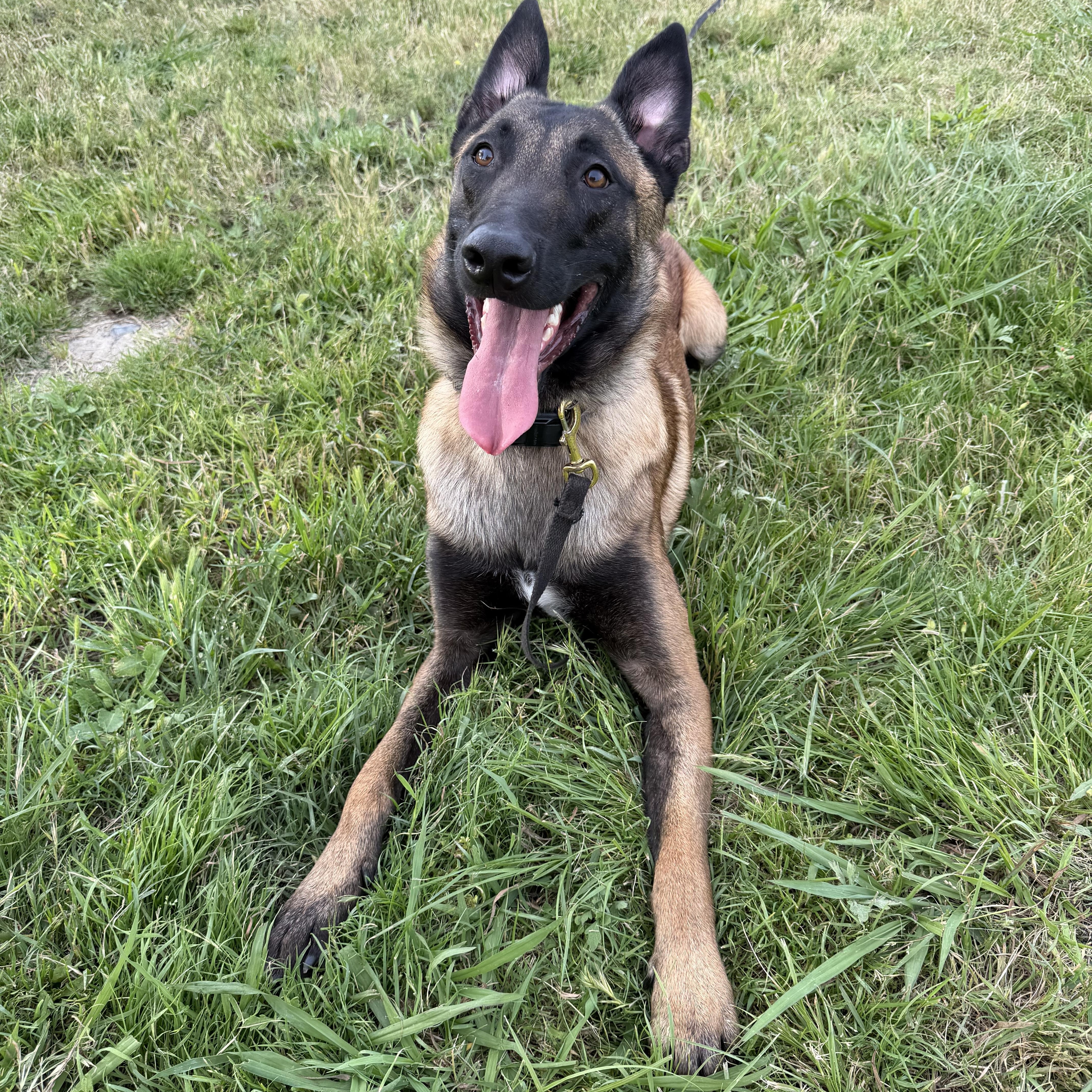Enlarge Jasper, a Adoptable Belgian Shepherd / Malinois in San Diego, CA image 1/3