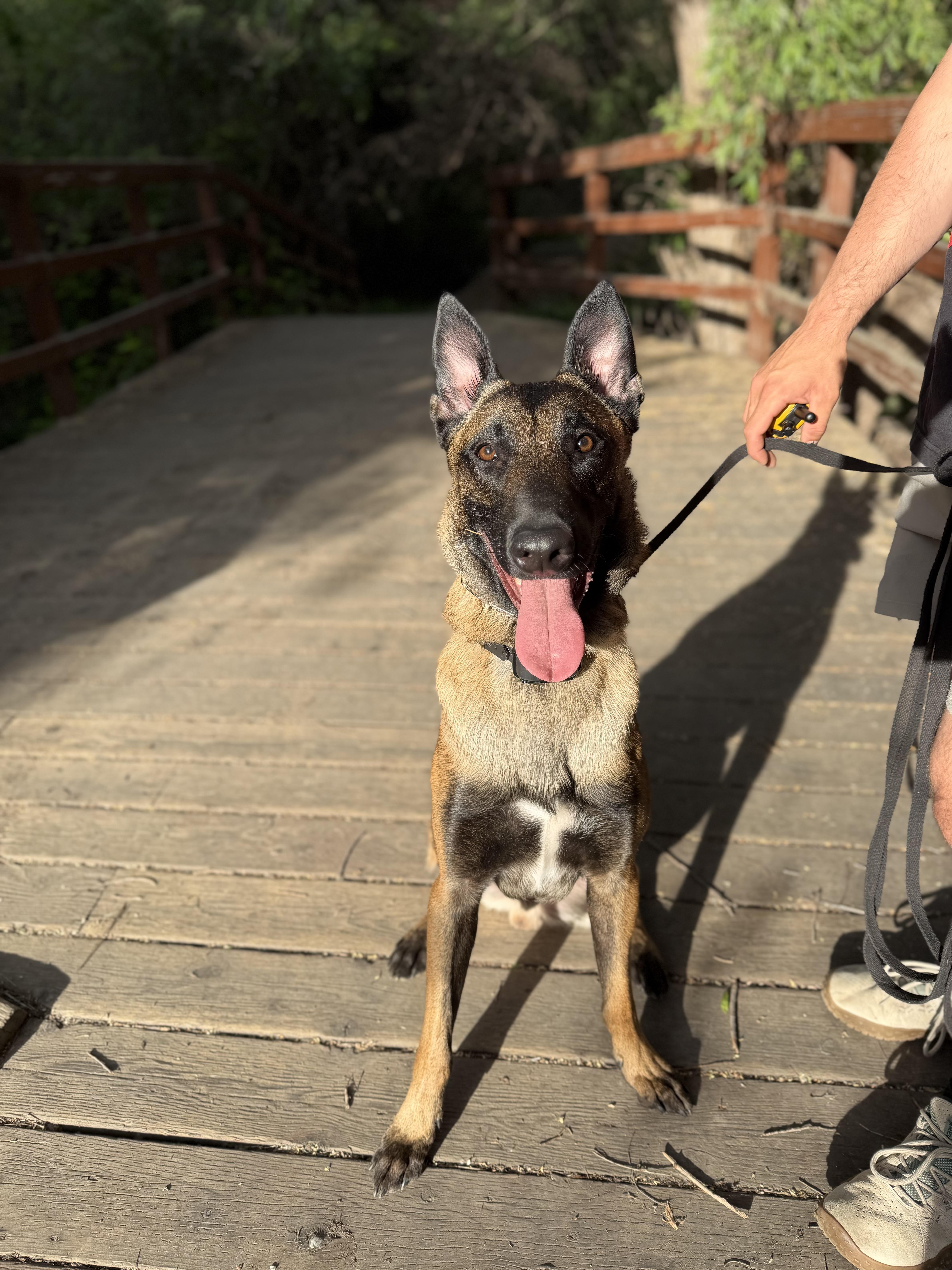 Enlarge Jasper, a Adoptable Belgian Shepherd / Malinois in San Diego, CA image 2/3