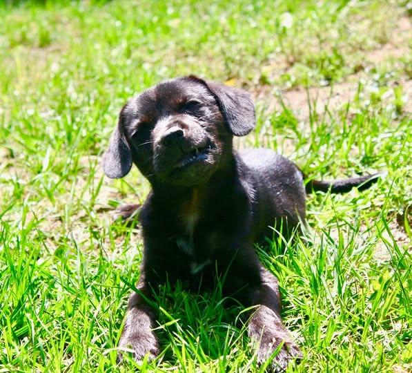 Rosemary, Adopted, Puppy Female Mixed Breed.